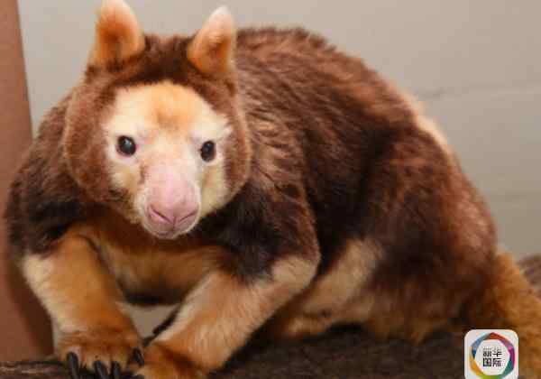 树袋鼠 世界最长寿树袋鼠27岁被实施安乐死 为濒危物种
