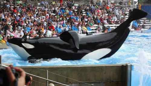 36岁杀人鲸去世 36岁杀人鲸去世 被虐待、被囚禁、被取精...一生被人类折磨
