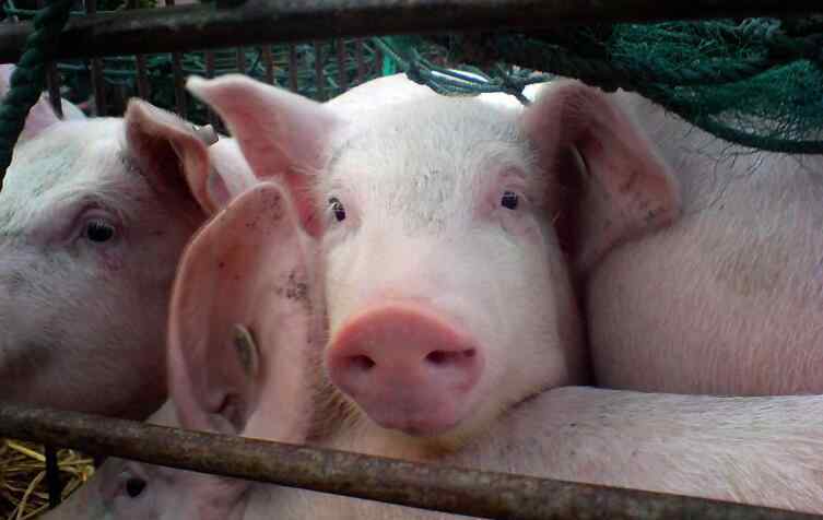 养猪的上市公司一览 生猪养殖上市公司销售大好 基于前景诱人多家扩产