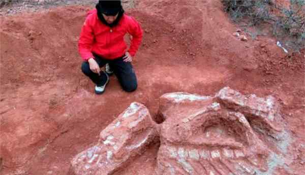 巨型恐龙骨头有什么用 巨型恐龙遗骸出土有什么重大发现？阿根廷巨型恐龙骨头图片曝光
