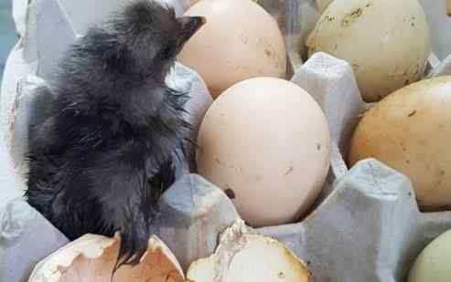 鸡蛋怎么孵出小鸡 韩国最近有多热 鸡蛋放阳台孵出鸡是怎么回事 为什么会孵出小鸡