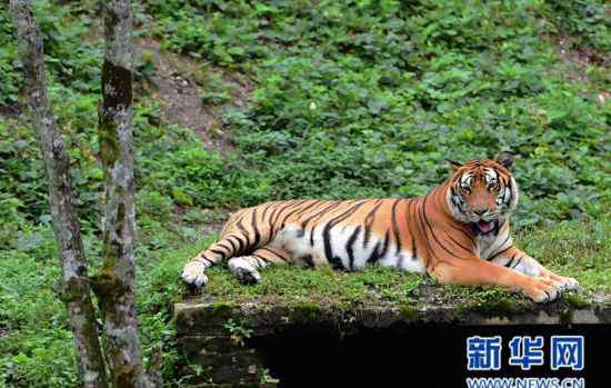 龙岩梅花山 福建龙岩梅花山“中国虎园”：已育27只华南虎