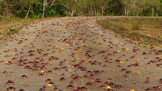 古巴百万螃蟹横行 古巴百万螃蟹横行 公路上这么壮观的场面难得一见