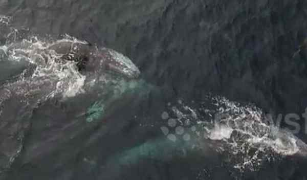 嬉戏 太平洋三鲸鱼嬉戏交配画面被拍 图揭海洋生物性行为，鲸鱼生殖器长达3米
