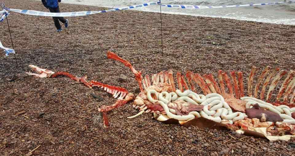 尼斯湖水怪的图片 尼斯湖岸边现巨大骨架 专家称水怪或已死亡
