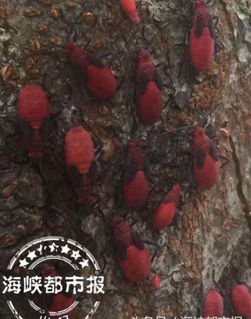 红虫子 福州街头行道树上红色虫子扎堆 别怕！它对人无害