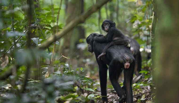 倭黑猩猩交配全过程 倭黑猩猩什么意思 是高度混交忙于交配的动物
