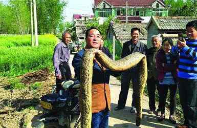 最大的蟒蛇图片 浇田捞出3米大蛇照片曝光 重28斤蟒蛇是怎么死的真相揭秘