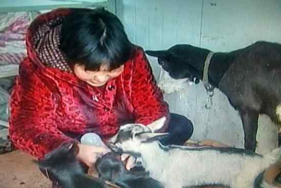 山东五胞胎 山东一母羊产下五胞胎 主人特意订牛奶喂羊羔