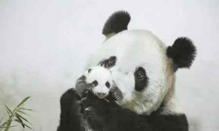 上海动物园有熊猫吗 10年养死5只熊猫 上海野生动物园：养的多死的多