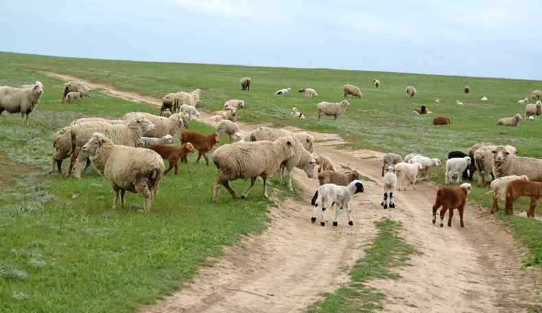 蒙古国什么时候从中国分出去的 蒙古国赠送的羊什么时候来 通过什么方式运输过来