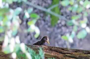 黄嘴栗啄木鸟 三明明溪首现黄嘴栗啄木鸟 属濒危物种