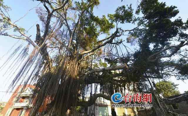 老榕树 翔安有棵榕树901岁“高龄” 被称为厦门最老榕树