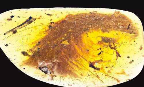 赖冠霖雪莉 琥珀中发现恐龙化石 化石可以清晰看到羽毛这是人类首次发现