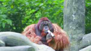 红猩猩 猩猩乐申意外离世令人心痛 南京红毛猩猩乐申死因是什么？
