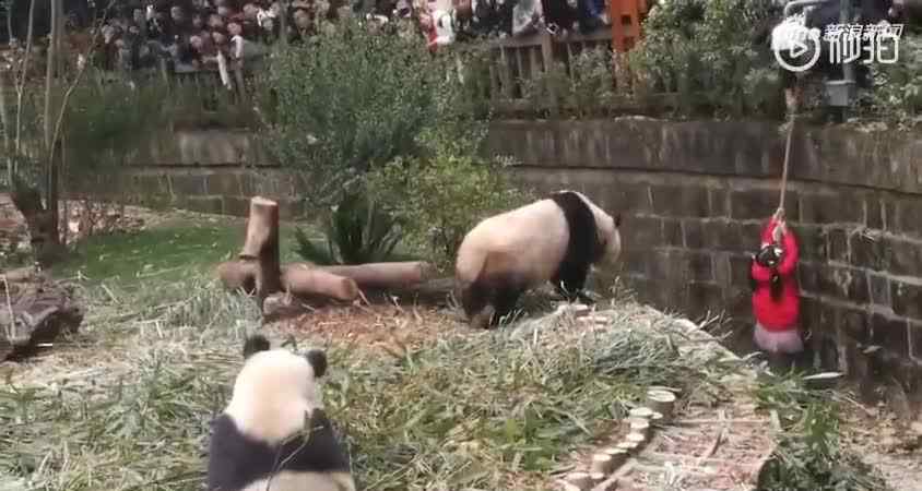大熊猫只有中国有吗 女童掉进熊猫场多只熊猫逼近图片曝光 野生大熊猫吃肉吗