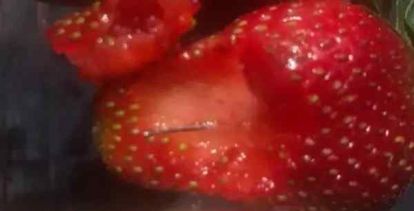 草莓藏针 澳大利亚草莓藏针是怎么回事 犯人为什么在草莓里藏针动机是什么
