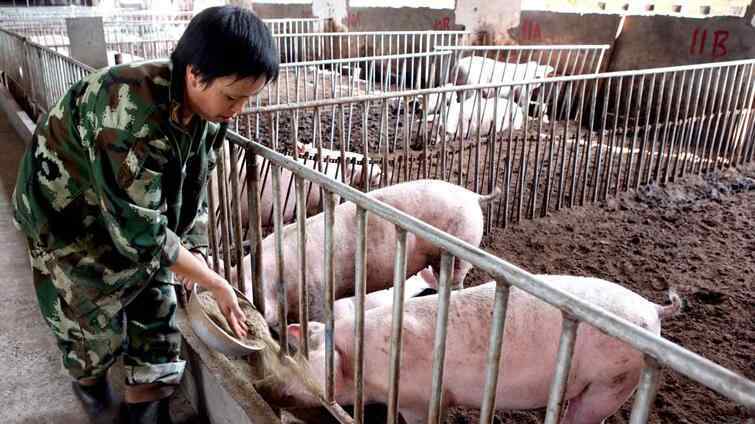 农村养猪散50头规定 养猪补贴政策2019标准 养50头猪有补贴吗？