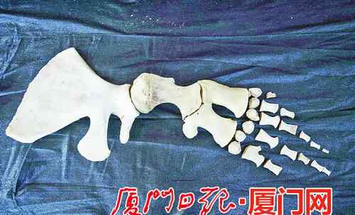 抹香鲸科 厦大解剖团队发现抹香鲸也有“手脚” 类似人类