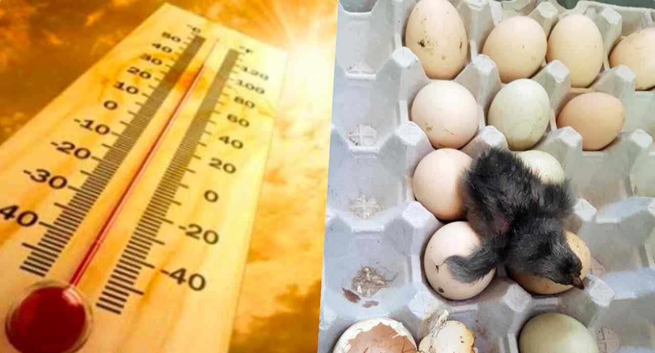 鸡蛋孵化成小鸡需要多少天 鸡蛋放阳台孵出鸡是真的吗？鸡蛋靠室温孵化出小鸡真相太惊人
