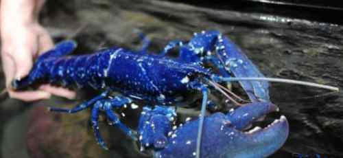 蓝龙虾 餐厅发现蓝色龙虾什么情况 蓝色龙虾是怎么出现的能食用么？