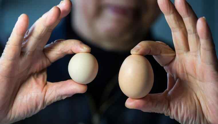圆形鸡蛋 杭州大伯买到圆形鸡蛋 这种鸡蛋能卖出天价