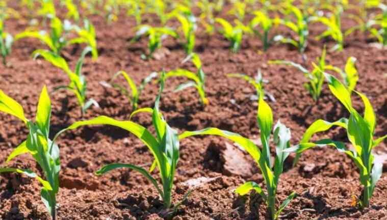 农业种植补贴 2019年水稻补贴 农业种植补贴新政策规定来了！
