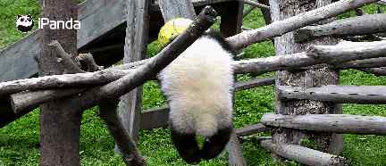 大熊猫幼仔绳子绕颈窒息死亡 大熊猫幼仔绳子绕颈窒息死亡怎么回事 现场照片曝光令人心痛