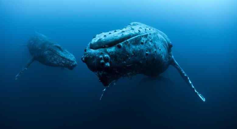 巨型食人鱼 惊现吃人怪物 巨型食人鱼现身鱼肚中发现人类头颅