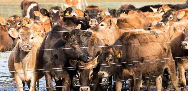 牛羊价格 2019养殖户补贴政策 牛羊价格走势表