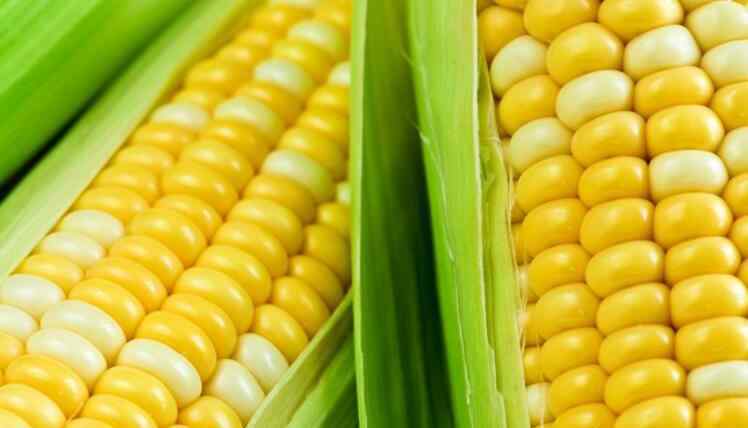 种玉米 贵州种玉米将被罚 贵州不允许种玉米的背后原因是什么