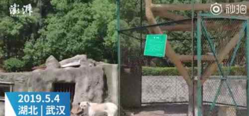 动物园的真相 动物园以狗充狼是真的吗？九峰山森林动物园为什么以狗充狼事件真相