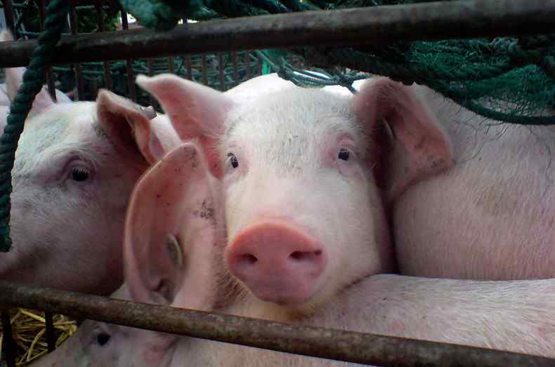 现在猪肉多少钱一斤 猪肉价格连降两周 现在猪肉多少钱一斤？