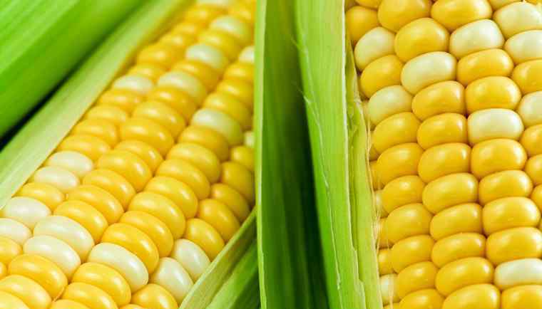 未来一个月玉米行情 玉米价格回落 专家预测2018年玉米价格行情稳定