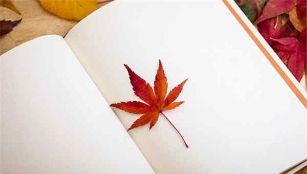  学校秋季运动会活动方案