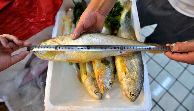 常见海鱼 一家吃海鱼中毒 常见的海鱼多少钱一斤