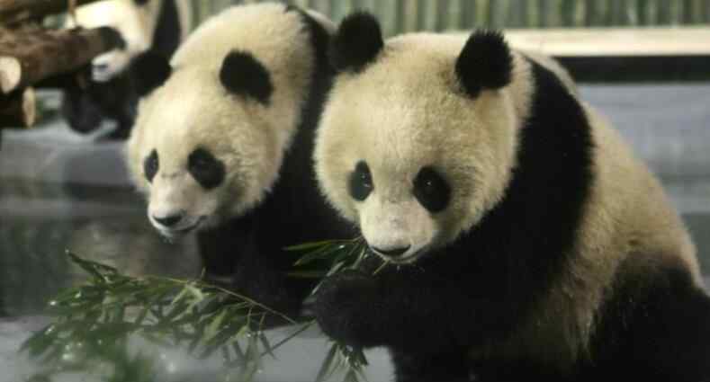 北京动物园门票价格 北京动物园门票价格 开放时间及门票价格公布