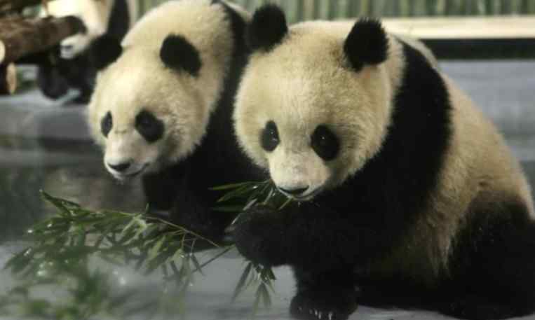 上海野生动物园团购 上海野生动物园门票 2017上海野生动物园门票多少