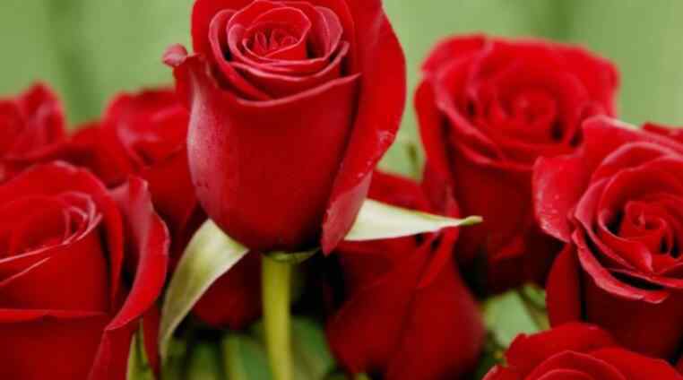 玫瑰花多少钱一支 玫瑰花多少钱一朵 一般玫瑰花的进价是多少