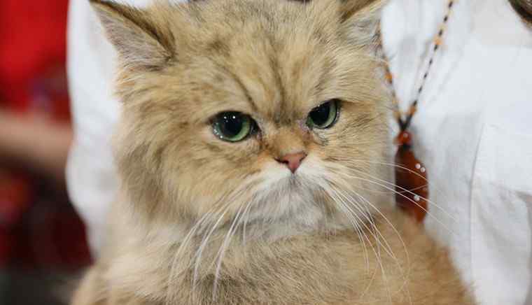 加菲猫颜色等级 加菲猫多少钱一只 加菲猫什么颜色最值钱？