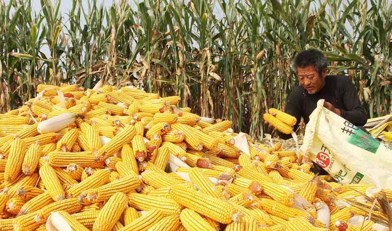 未来一个月玉米行情 今日玉米价格行情 后期走势还会上涨吗？