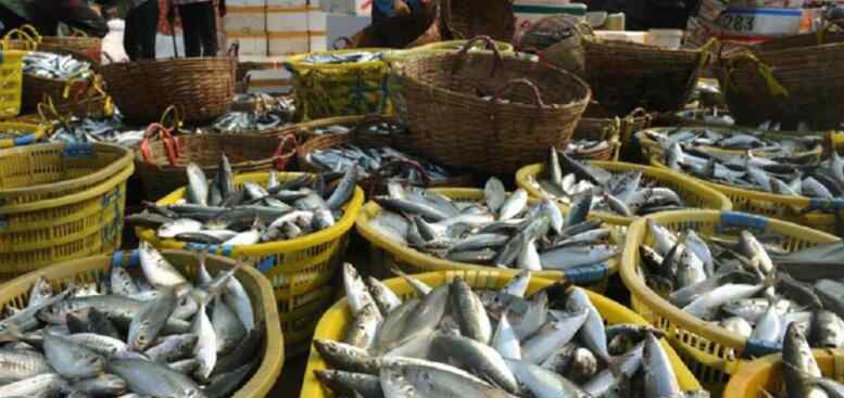 新鲜的大鱼 大鱼垒成雪塔保鲜 选购鱼类产品如何判断新不新鲜