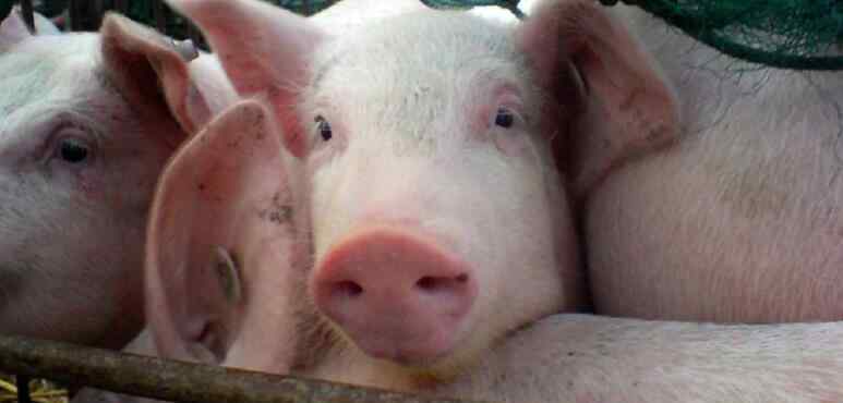 猪肉有点臭味怎么去除 买到的猪肉有异味怎么办 超市里的猪肉新鲜吗