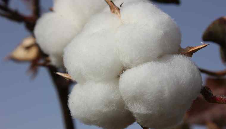 棉花价格行情 棉花最新价格是多少 2017棉花价格行情走势