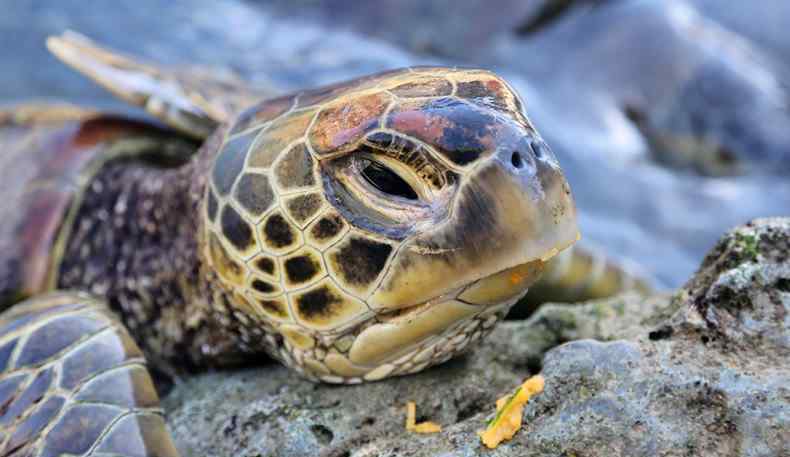 越南石龟 越南石龟多少钱一斤 越南石龟苗多少钱一只
