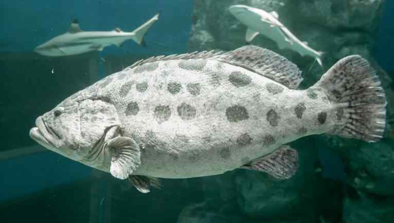 海参斑鱼多少钱一斤 石斑鱼价格多少 海参石斑鱼多少钱一斤