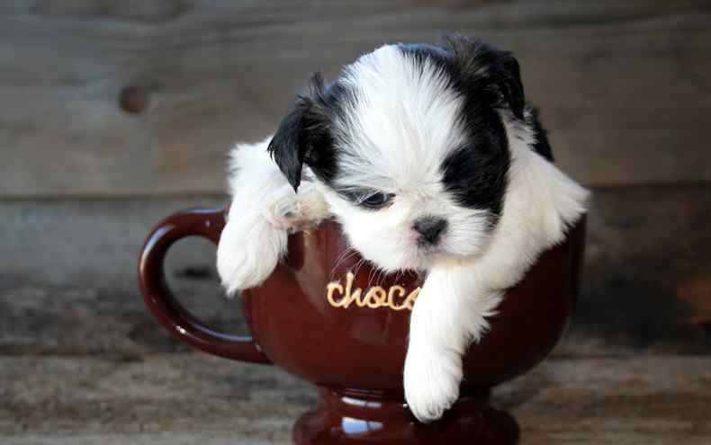 哪里有卖茶杯犬 茶杯犬哪里有卖 茶杯犬吃什么食物？