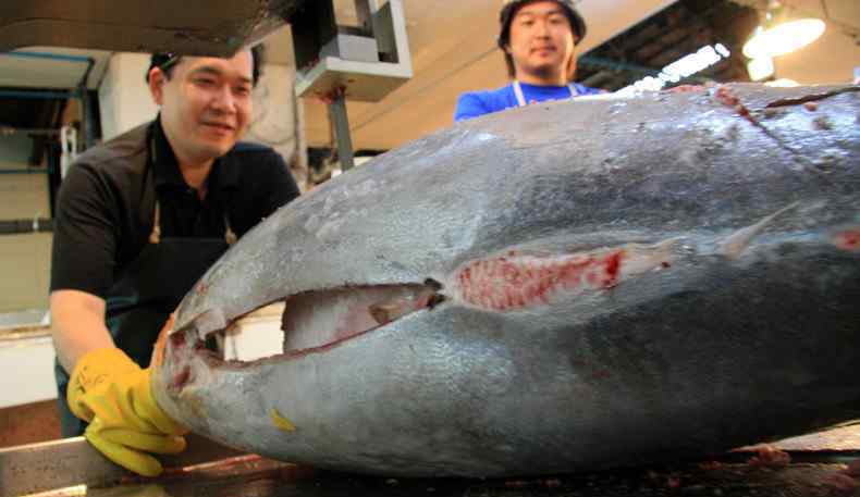 金枪鱼多少钱一斤 金枪鱼拍出210万元 现在金枪鱼价格多少钱一斤