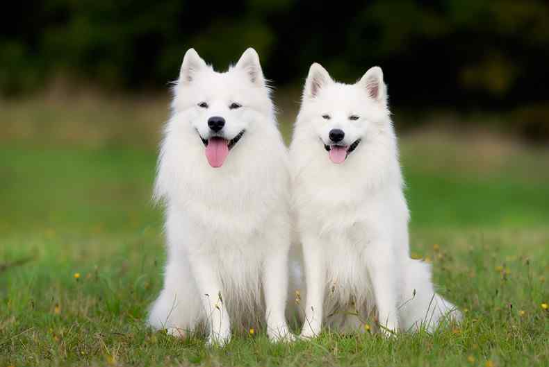 一只萨摩耶幼犬多少钱 萨摩耶乘地铁出走 萨摩耶幼犬多少钱一只