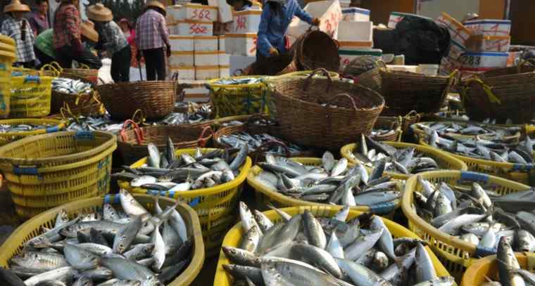 鳗鱼苗 非法捕捞长江鳗鱼苗 出售牟利近千万元被抓获